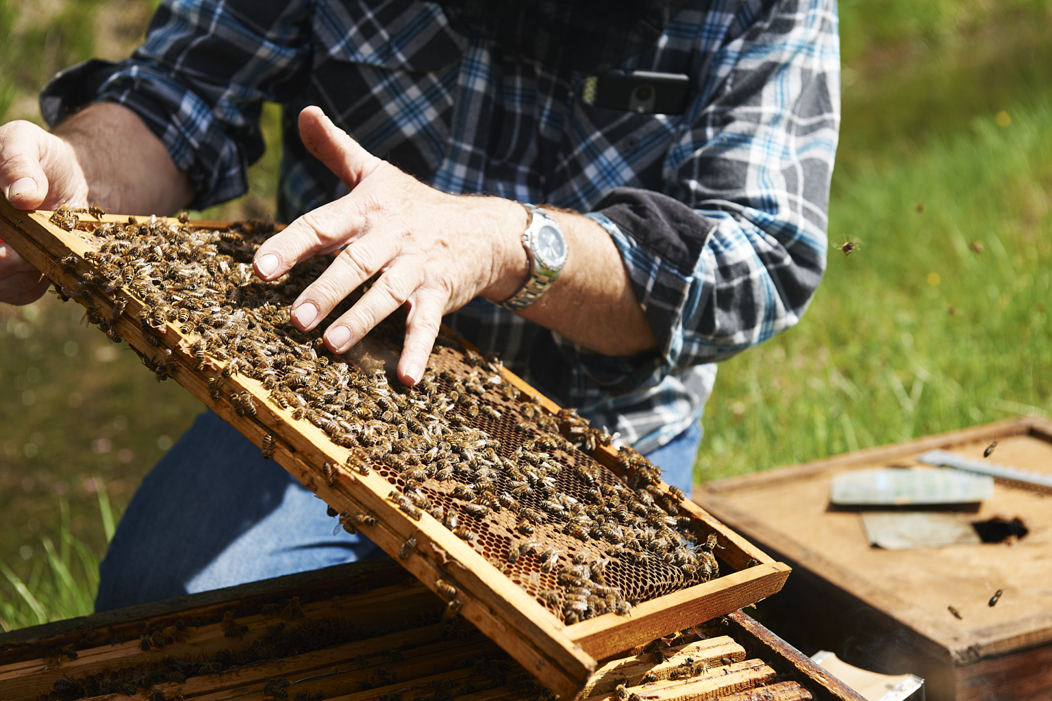 Apiculteur s'occupant de ses abeilles